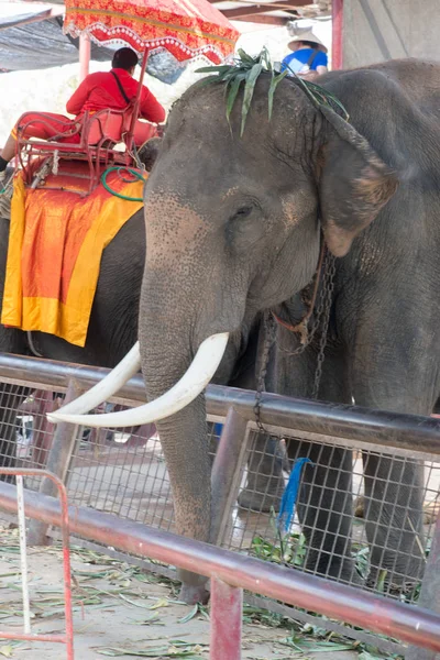 Chiangmai Thailand Elephants Young Elephant School February 2016 Chiangmai Thailand — Stock Photo, Image