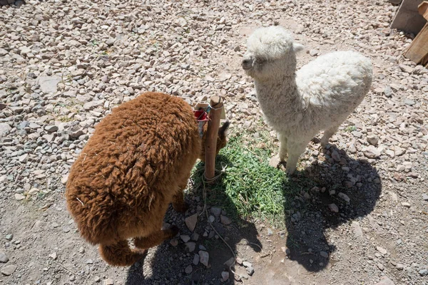 Llama Peru Pegunungan Dengan Batu Peru — Stok Foto