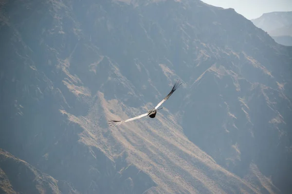 Cruz Del Condor Colca Canyon Canon Del Colca Peru South — Stock Photo, Image