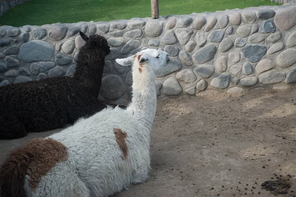 Peruvian Llamas Mountains Stones Peru — Stock Photo, Image