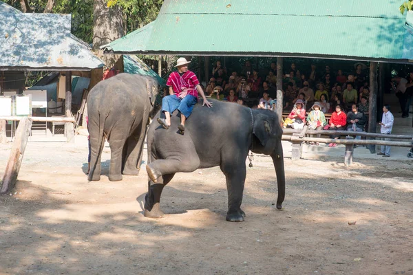 Chiangmai Thailand Olifanten Jonge Olifanten School Februari 2016 Chiangmai Thailand — Stockfoto