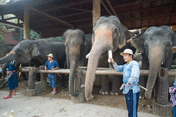 Chiangmai Ταϊλάνδη Φεβρουαρίου 2016 Ελέφαντες Στη Σχολή Ελεφάντων — Φωτογραφία Αρχείου