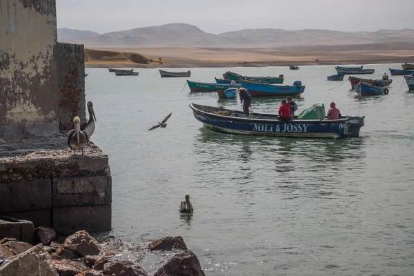 Paracas Perú Alrededor Septiembre 2017 Reserva Nacional Paracas Perú Objetivo Imagen De Stock