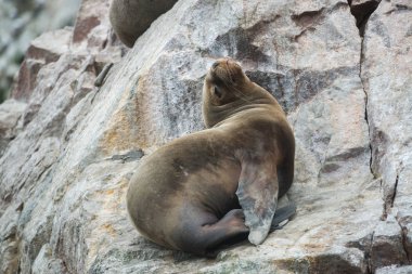 Peru'da Güney Amerika deniz aslanı grubu, Islas Ballestas