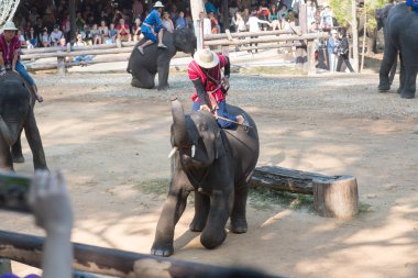 Chiangmai, Tayland: Filler 14 Şubat 2016 tarihinde Chiangmai, Tayland'da genç Elephant okulunda