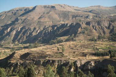 Colca Canyon (Canon Del Colca), Peru, Güney Amerika