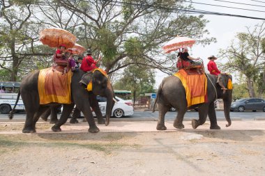 Chiangmai, Tayland: Filler 14 Şubat 2016 tarihinde Chiangmai, Tayland'da genç Elephant okulunda