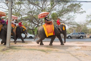 Chiangmai, Tayland: Filler 14 Şubat 2016 tarihinde Chiangmai, Tayland'da genç Elephant okulunda
