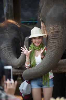 Chiangmai, Tayland: Filler 14 Şubat 2016 tarihinde Chiangmai, Tayland'da genç Elephant okulunda