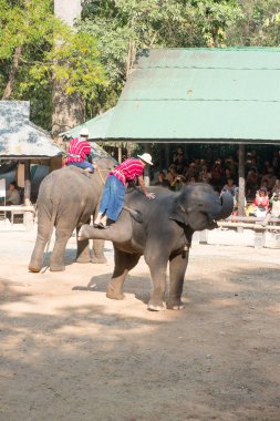 Chiangmai, Tayland: Filler 14 Şubat 2016 tarihinde Chiangmai, Tayland'da genç Elephant okulunda