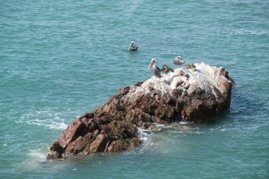 Paracas Ulusal Koruma Alanı' ndaki kuşlar, Peru. Rezerv'in temel amacı deniz tarihi ve tarihi kültürel mirasını korumaktır.
