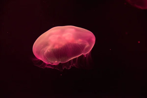 Krásné Medúzy Plavání Vodě Oceanárium — Stock fotografie