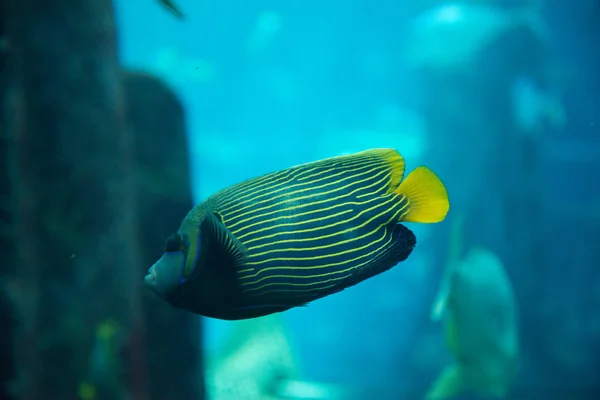 Prachtige Tropische Vissen Blauw Water Oceanarium — Stockfoto