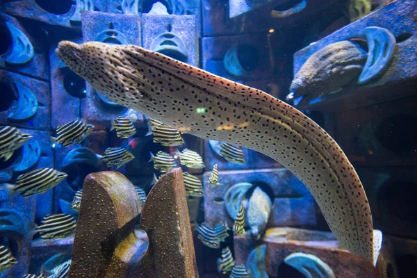Prachtige Tropische Vissen Blauw Water Oceanarium — Stockfoto