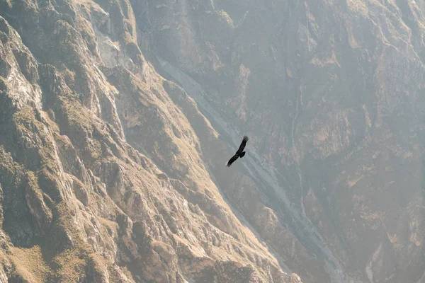 Крус Дель Кондор Колка Каньйон Canon Дель Colca Перу Південна — стокове фото