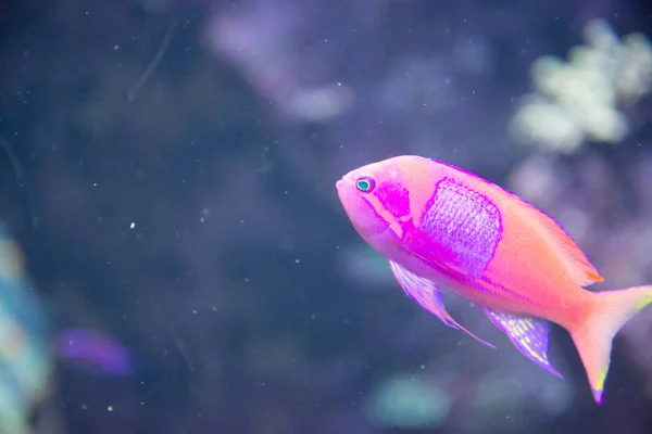 Vacker Tropisk Fisk Blått Vatten Oceanarium — Stockfoto