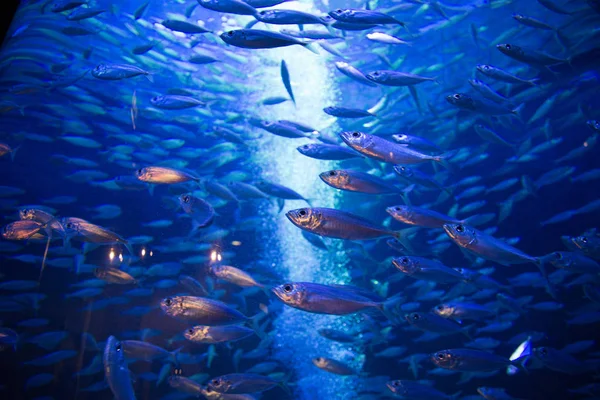 Piękne Tropikalne Ryby Błękitnej Wodzie Akwarium — Zdjęcie stockowe