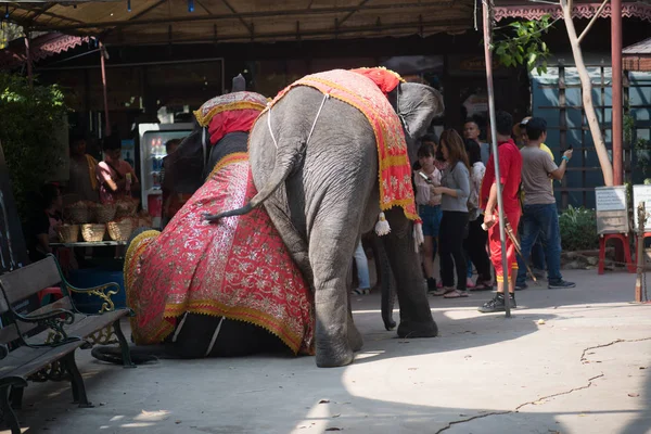 Chiangmai Ταϊλάνδη Ελέφαντες Στη Σχολή Νεαρών Ελεφάντων Στις Φεβρουαρίου 2016 — Φωτογραφία Αρχείου