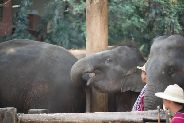 Киангмай Таиланд Слоны Школе Young Elephant Февраля 2016 Года Чиангмае — стоковое фото
