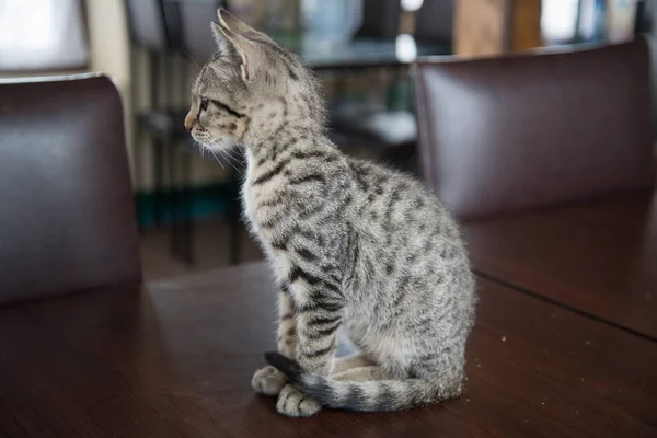 Gatinho Bonito Fundo — Fotografia de Stock