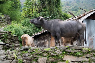 Nepal, Himalaya 'daki Annapurna Tapınağı' ndaki Chomrong kulübesi.