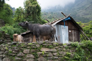 Nepal, Himalaya 'daki Annapurna Tapınağı' ndaki Chomrong kulübesi.