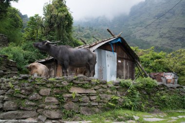 Nepal, Himalaya 'da Annapurna Sığınak Yürüyüşü' nde Bufalolar
