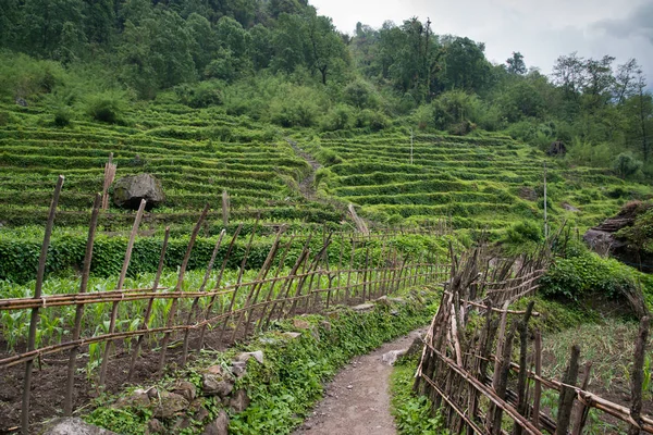 Annapurna Perjalanan Suci Nepal Himalaya — Stok Foto