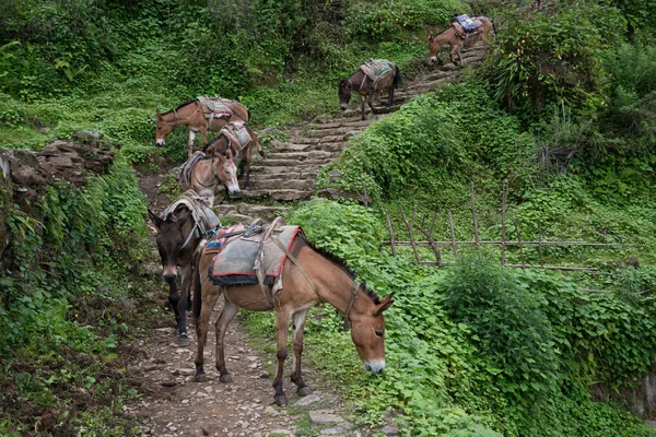 Búfalos Caminata Santuario Annapurna Nepal Himalaya — Foto de Stock