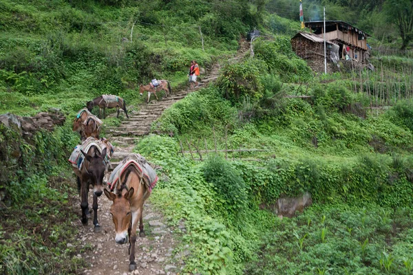 Búfalos Caminata Santuario Annapurna Nepal Himalaya — Foto de Stock