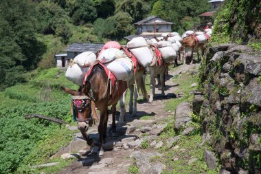 Nepal Himalaya Annapurna kutsal trek atlar 