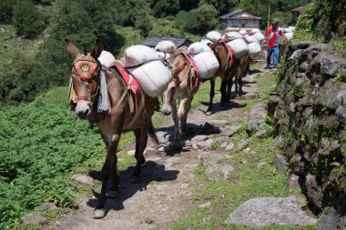 Nepal Himalaya Annapurna kutsal trek atlar 