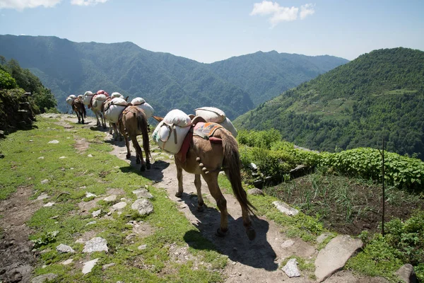 Cavalli Sul Santuario Annapurna Trekking Nepal Himalaya — Foto Stock