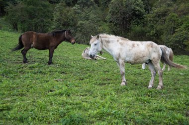 Nepal Himalaya Annapurna kutsal trek atlar 