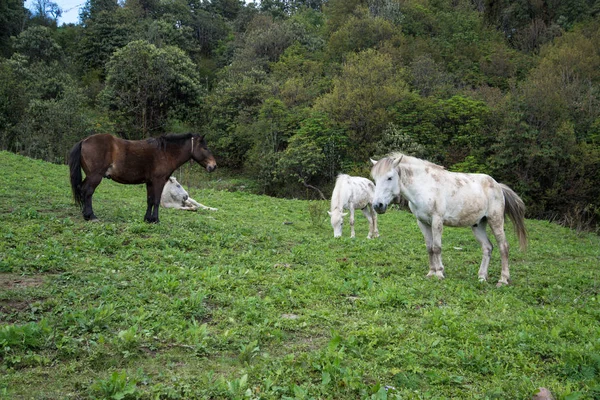 ネパールヒマラヤのアンナプルナ保護区トレッキングの馬 — ストック写真