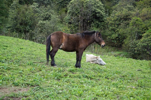 Лошади Заповеднике Аннапурны Гималаях Непала — стоковое фото