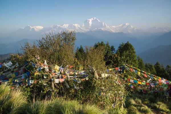 Dhaulagiri 8167M Montaña Poon Hill Caminata Santuario Annapurna Nepal Himalaya —  Fotos de Stock