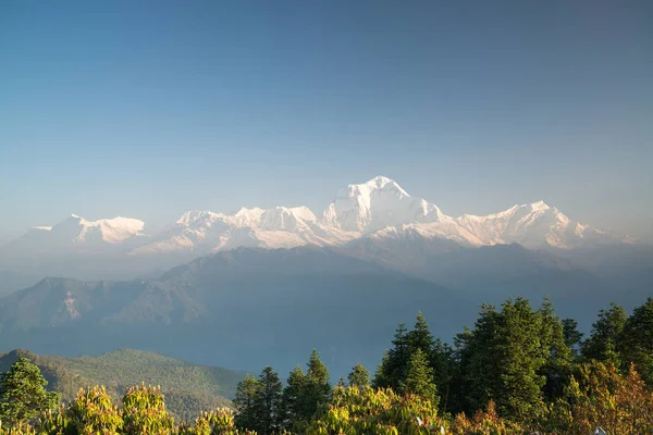 Dhaulagiri 8167M Berg Från Poon Hill Annapurna Sanctuary Trek Nepal — Stockfoto