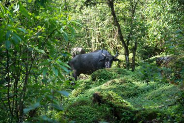 Buffalo Üzerinde Annapurna kutsal trek Nepal Himalaya 