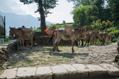 Nepal Himalaya Annapurna kutsal trek eşekler 