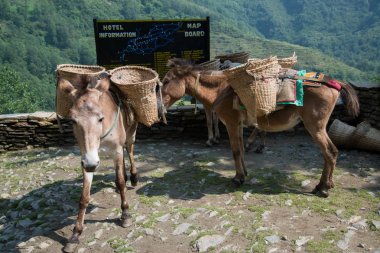Nepal Himalaya Annapurna kutsal trek eşekler 