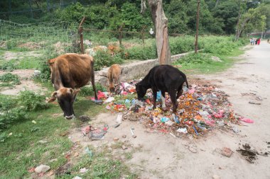 Şehirde çöp yiyen inekler
