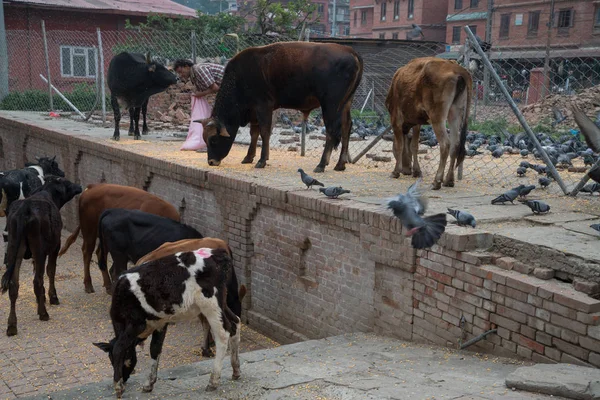 Cows Eating Garbage City — Stock Photo, Image