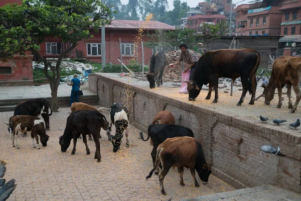 Cows Eating Garbage City — Stock Photo, Image