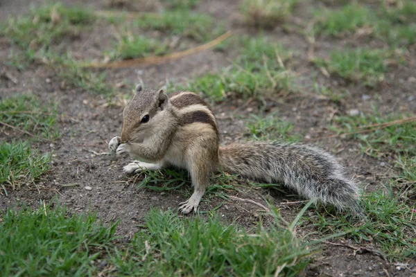 Pequeno Esquilo Parque Verde — Fotografia de Stock