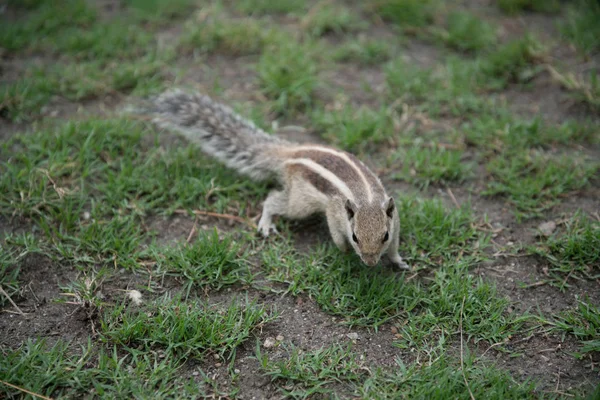 Pequeno Esquilo Parque Verde — Fotografia de Stock