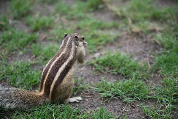 Streifenhörnchen Grünen Park — Stockfoto