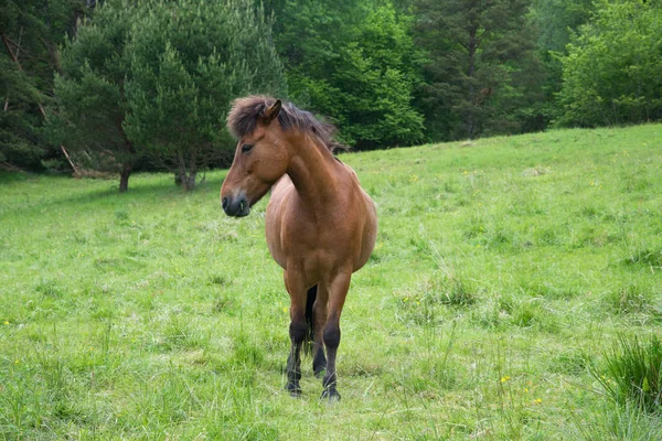 Коричневая Лошадь Пасущаяся Прекрасном Зеленом Лугу — стоковое фото