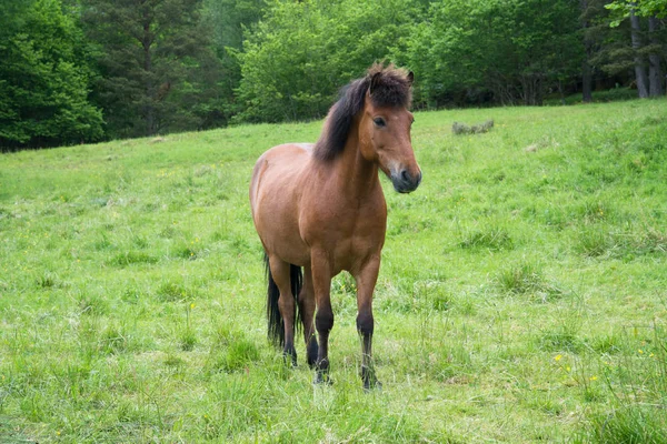 Коричневая Лошадь Пасущаяся Прекрасном Зеленом Лугу — стоковое фото