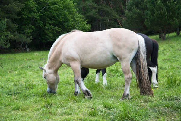 Chevaux Broutant Dans Une Belle Prairie Verte — Photo